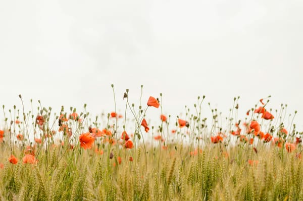 How to Start Living Simply: A Beginner’s Guide