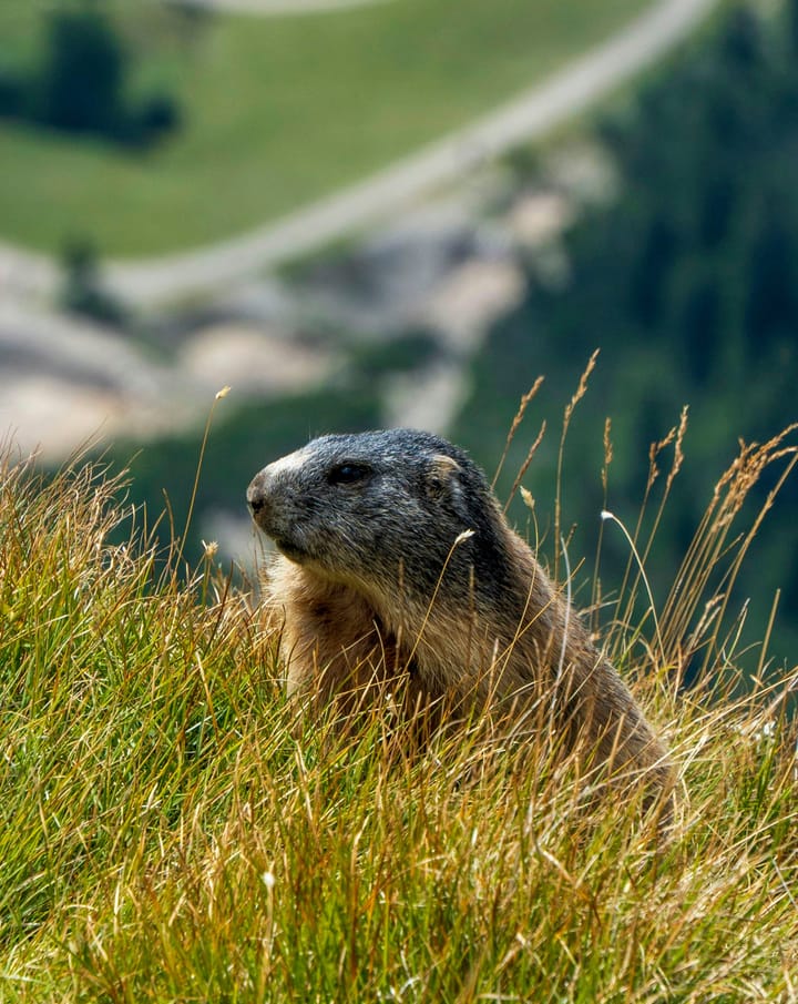 Groundhog Day: Embracing Nature’s Cycles