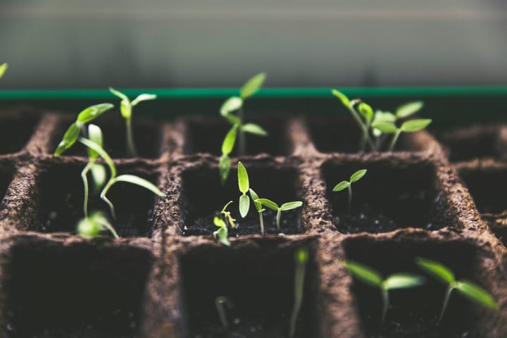 Gardening for Beginners: How to Keep It Simple — Focus on Low-Maintenance Plants